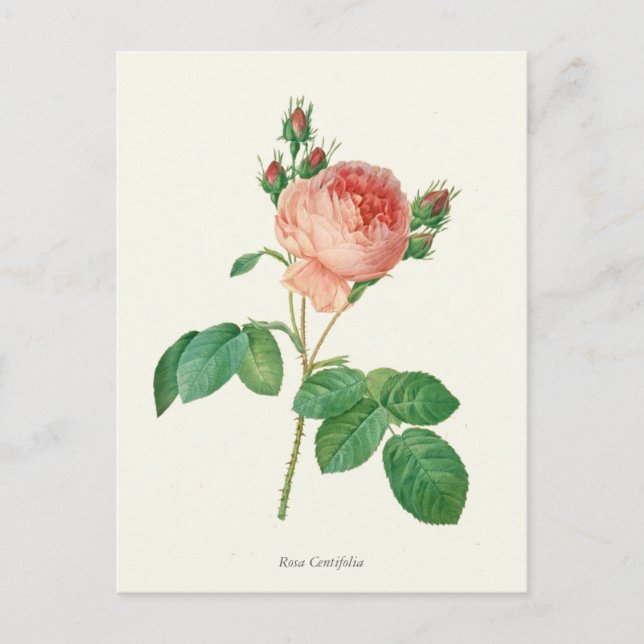 Vintage Pink Rose Botanical Print Postcard (Front)