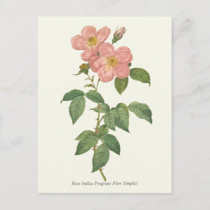 Vintage Pink Rose Botanical Print Postcard
