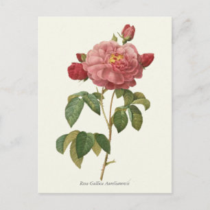 Vintage Pink Rose Botanical Print Postcard