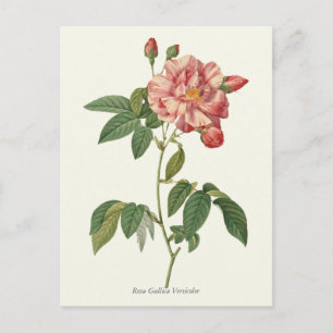 Vintage Pink Rose Botanical Print Postcard