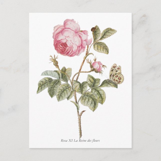 Vintage Pink Rose Botanical Print Postcard (Front)