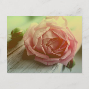 Vintage Pink Rose Flower Floral Postcard
