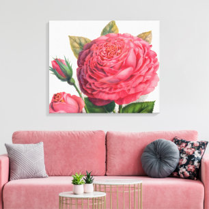 Vintage Pink Rose Illustration Canvas Print