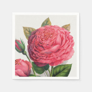 Vintage Pink Rose Illustration Napkin