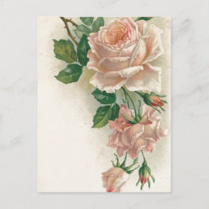 Vintage Pink Rose Postcard