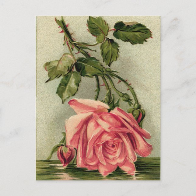 Vintage Pink Rose Postcard (Front)