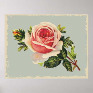 Vintage Pink Rose Poster