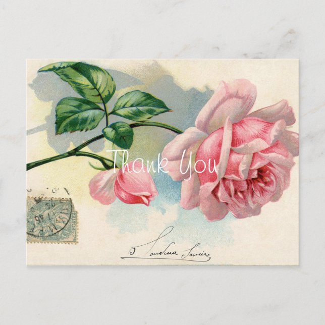 Vintage Pink Rose Thank You Postcard (Front)