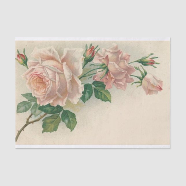 Vintage Pink Rose Tissue Paper (Front)