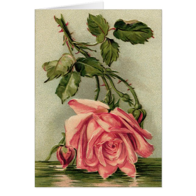 Vintage Pink Roses (Front)
