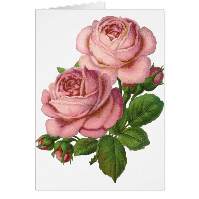 Vintage Pink Roses (Front)