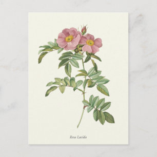 Vintage Pink Roses Botanical Print Postcard