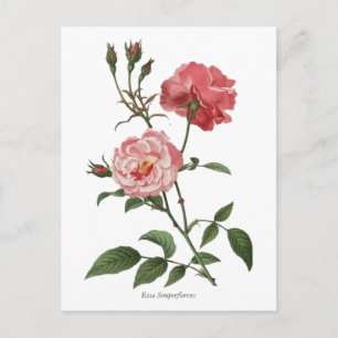 Vintage Pink Roses Botanical Print Postcard