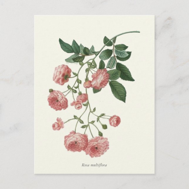 Vintage Pink Roses Botanical Print Postcard (Front)