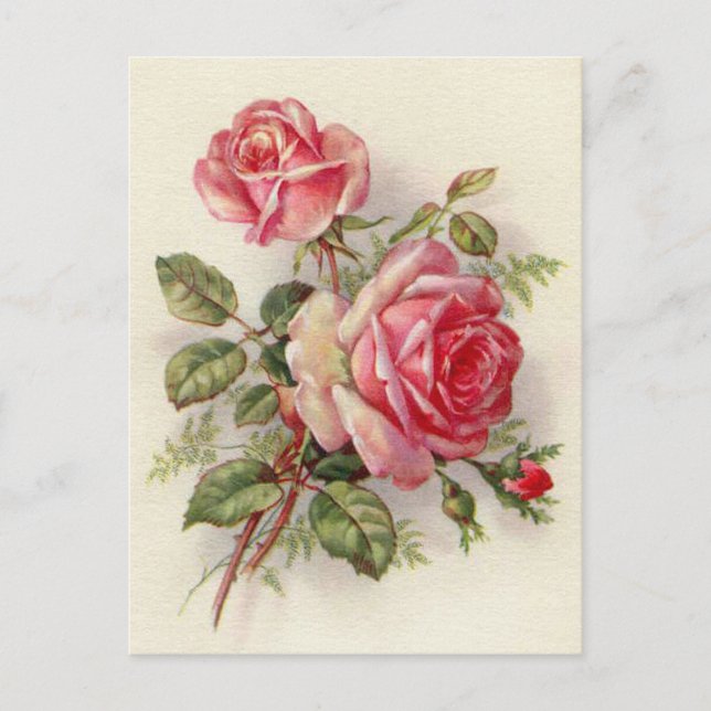 Vintage pink roses cute postcard (Front)