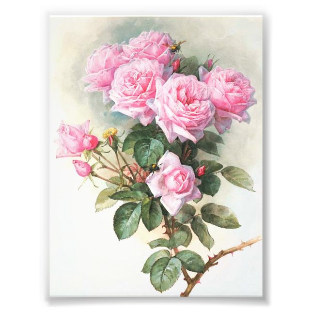 Vintage Pink Roses Painting Photo Print (Front)
