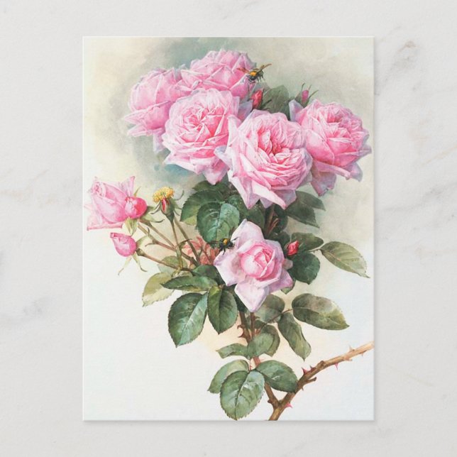 Vintage Pink Roses Painting Postcard (Front)