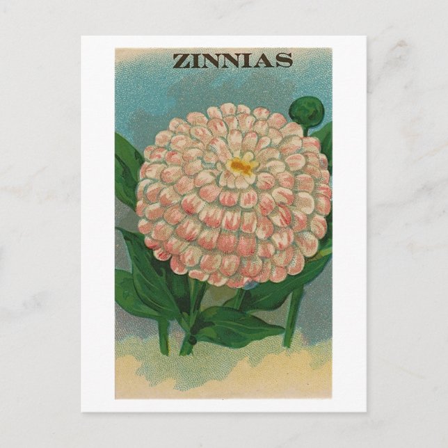 vintage pink zinnia seed packet postcard (Front)