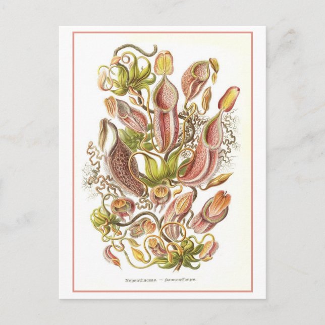 Vintage Pitcher Plant Floral Book Illustration Postcard (Front)