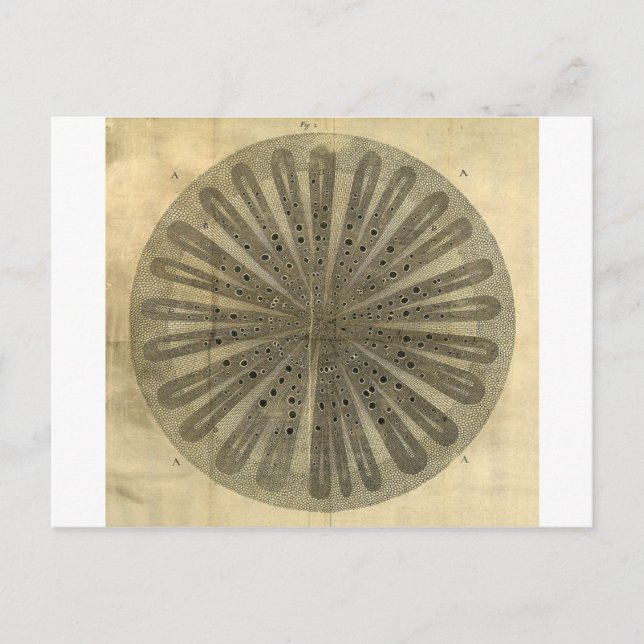 Vintage Plant Anatomy Postcard (Front)