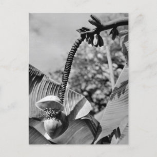 Vintage Plant Postcard