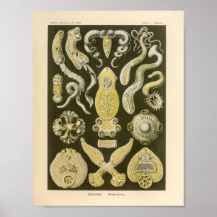 Vintage Platodes Color Ernst Haeckel Art Print