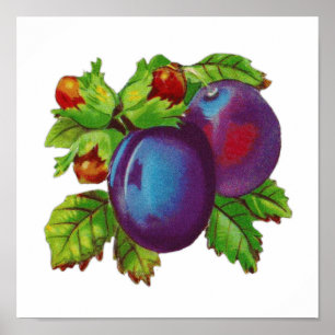 Vintage Plum Fruit Design Excellent For Kitchen Poster