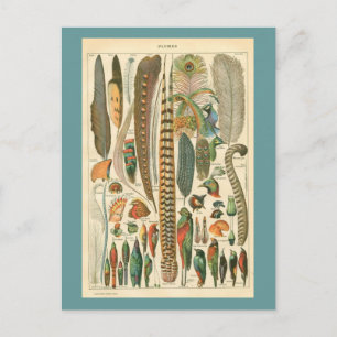 Vintage Plumes Postcard