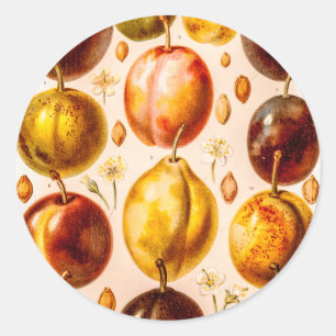 Vintage Plums Antique Plum Fruit Illustration Classic Round Sticker