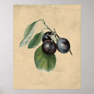 Vintage Plums Illustration Poster