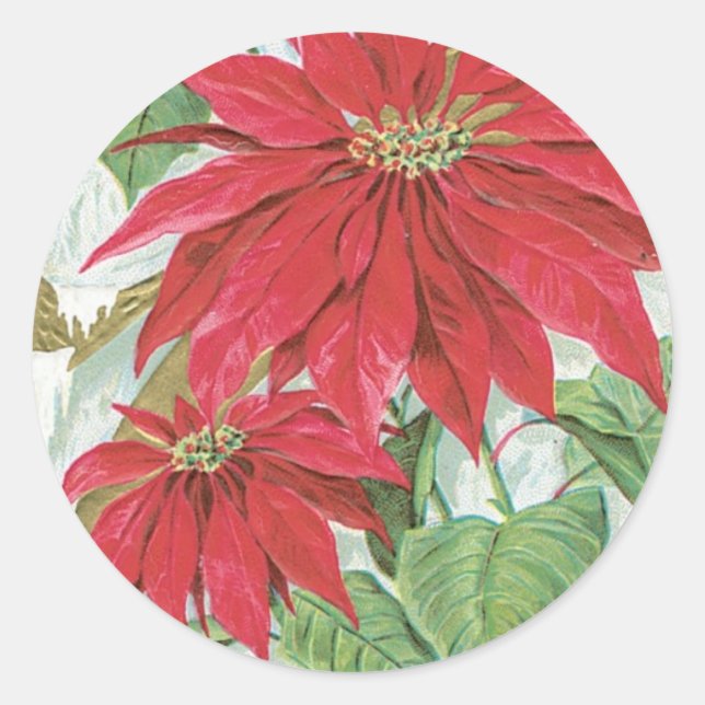 Vintage Poinsettia Illustration Classic Round Sticker (Front)
