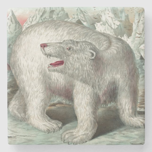 Vintage polar bear iceberg winter illustration stone coaster (Front)