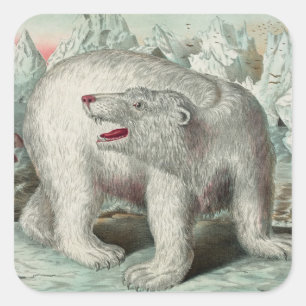 Vintage polar bear on iceberg winter illustration square sticker