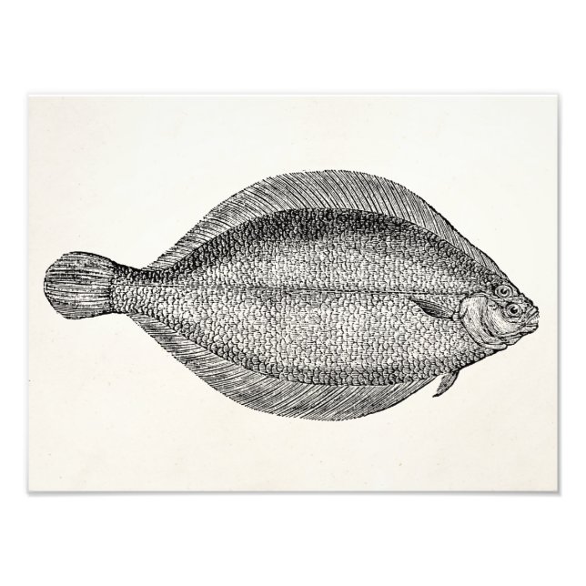 Vintage Pole Flounder Fish Personalised Template Photo Print (Front)