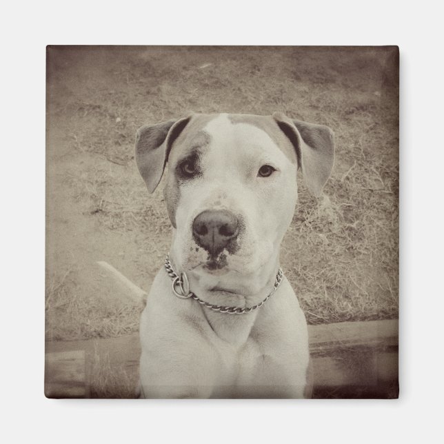 Vintage Polo Magnet (Front)