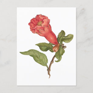 Vintage pomegranate flower blooming illustration postcard
