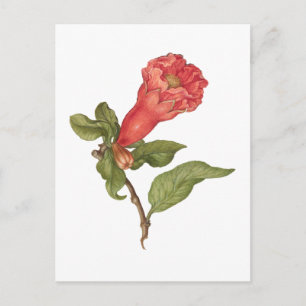 Vintage pomegranate flower blooming illustration postcard