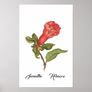 Vintage pomegranate flower blooming illustration  poster