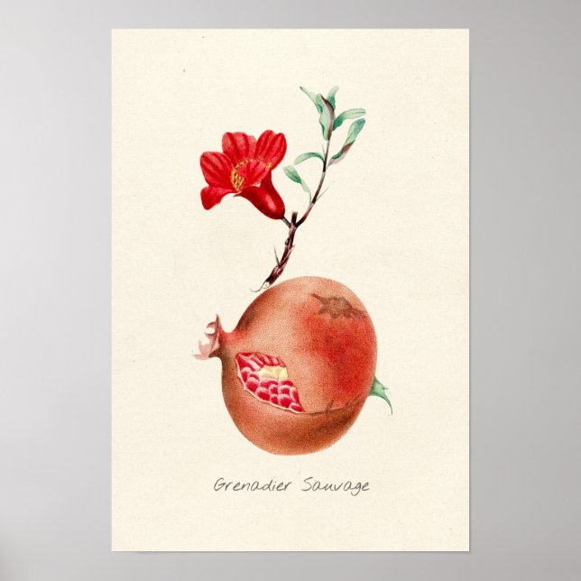 Vintage Pomegranate Illustration Poster (Front)