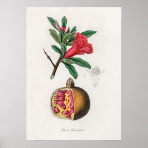 Vintage Pomegranate Illustration Poster