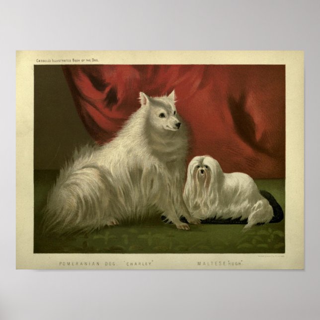 Vintage pomeranian and maltese dog painting poster (Front)