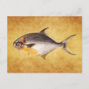 Vintage Pompano Fish - Game Fishes Template Blank Postcard