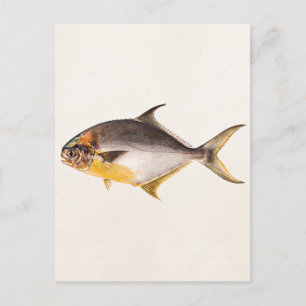 Vintage Pompano Fish - Game Fishes Template Blank Postcard