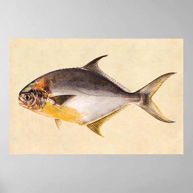 Vintage Pompano Fish - Game Fishes Template Blank Poster (Front)