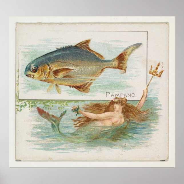 Vintage Pompano Fish Illustration Poster (Front)