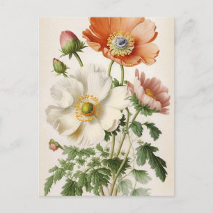 Vintage Poppies Postcard