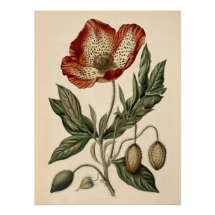 Vintage Poppy Botanical Illustration Decoupage Poster