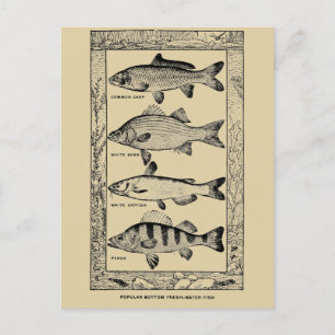 Vintage Popular Fresh-Water Fish by Louis Rhead Postcard