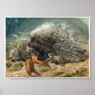 Vintage Porcupine and babies Poster