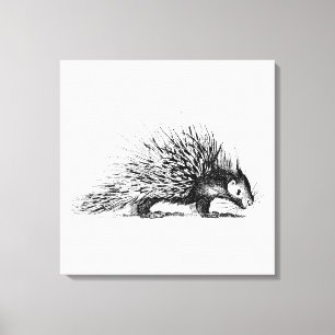 Vintage Porcupine Illustration - 1800's Porcupines Canvas Print